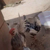 مرغ و خروس و تخم نطفه دار گلین