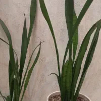 گل وگلدان طبیعی