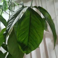 گل کله گرگی