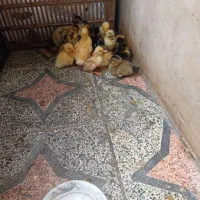 ۲۰ عدد جوجه اردک محلی چهارروزه