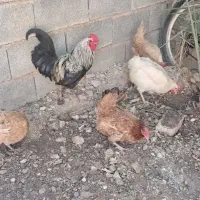 پرندگان