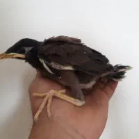 جوجه مرغ مینا کرج