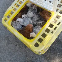 جوجه مرغ در شهر پردنجان
