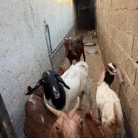 فروش سه بز آبستن و کهره نر یک ساله خوب