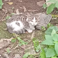گربه