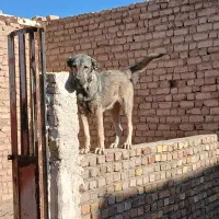 ماده سرابی قیمت ۲۵تومن