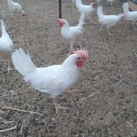 خروس ارگانیک