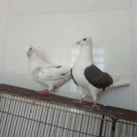 جفت کبوتر دوکت