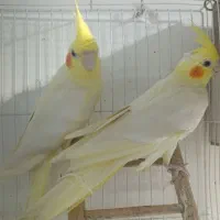 5تا جفت عروس هلندی لوتینو تمیز و مرتب