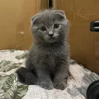 گربه اسکاتیش فولد بلو و بلوپوینت