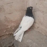 کبوتر طوقی و دوکت