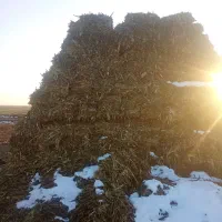 علف ذرت وسویا وعلف بادام