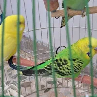 مرغ عشق