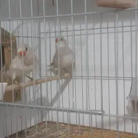 یک جفت فنچ الماسی