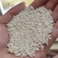 برنج محلی درجه یک