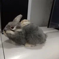 عروسک|اسباب‌‌بازی|قدس, شهر‌قدس|دیوار