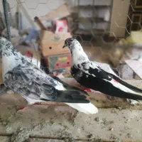 سوسگی دم سفید نقش