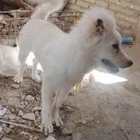سگ پاکوتاه روباهی