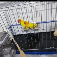 طوطی برزیلی عروس هلندی گرینچیک مرغ عشق شاه طوطی