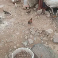 جوجه محلی
