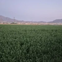 یونجه درجه یک