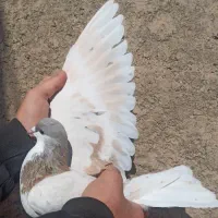 ساده هفرنگ کبوتر شامی کاکلی سار سرونج کاکلی دمسفید