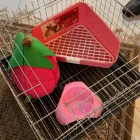 فروش خوکچه هندی با وسایل لازم و غذا