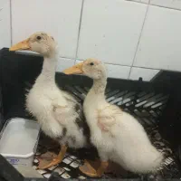 اردک