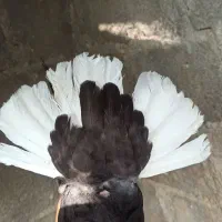 سیاه دم سفید