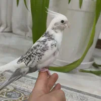 جوجه عروس هلندی شیطون و بازیگوش