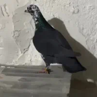 کفتر کبوتر کشکی پلاکی کشکی