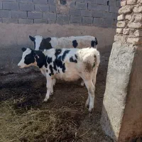 دوعددتلیسه گوساله ویک عددتلیسه ۸ماه ابستن