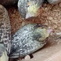عروس هلندی جوجه