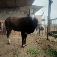 گاو قربانی  قره بلاغ خ پنجم