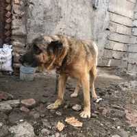 واگذاری سگ سرابی بوغشان|سگ|اردبیل, |دیوار
