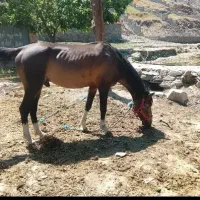 اسب نریون