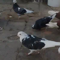 دو عدد کبوتر گم شدن