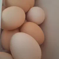 فروش تخم مرغ اصل محلی