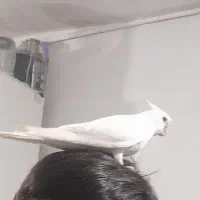 عروس هلندی گمشده