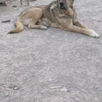 سگ پژدر از بهترین نسل