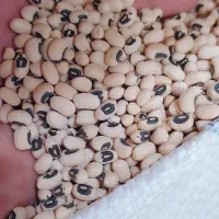 لوبیا عربی چشم بلبلی
