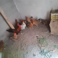مرغ وخروس