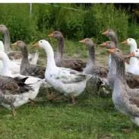 تعدادی غاز بفروش می‌رسد