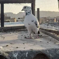 کبوتر گرفتنی پیس خطی‌‌.خال سیاه.زاغ پلاکی