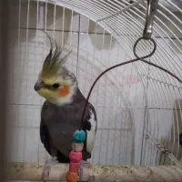 عروس هلندی
