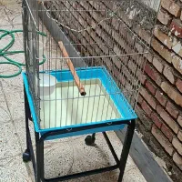 دو عدد قفس بزرگ کاسکو و طوطی