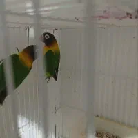 کوتوله یغه زرد