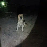 فوروش سگ