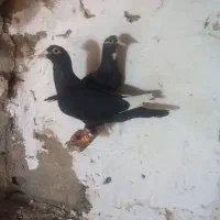 کبوتر