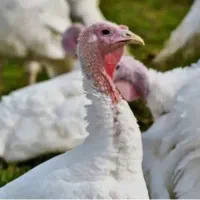 بوقلمون زنده